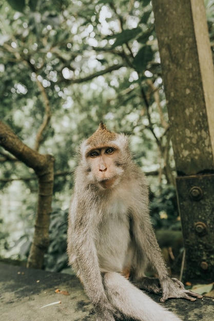 Adorable furry Barbary macaque monkey sitting on a stone in the jungle in Bali