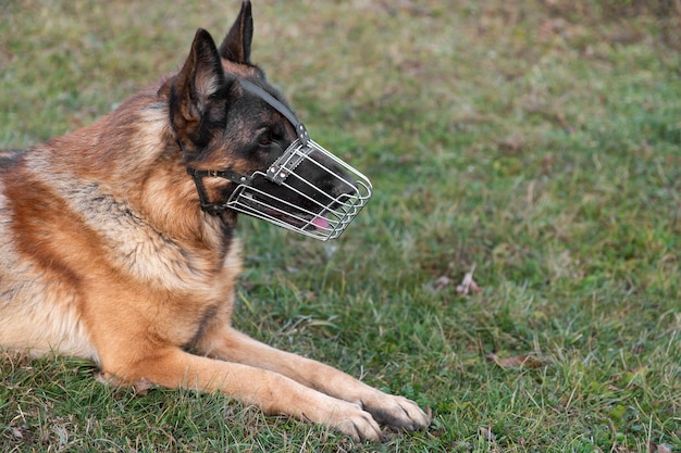 Free Photo adorable german shepherd with muzzle outdoors