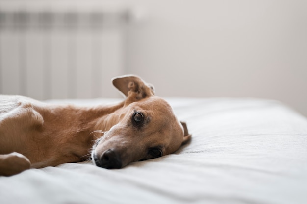 Adorable greyhound dog laying on bed