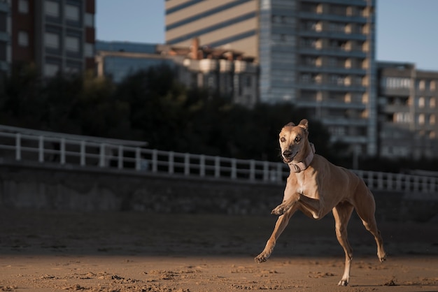 Free photo adorable greyhound dog running on beach