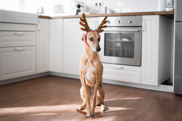 Adorable greyhound dog with reindeer headband