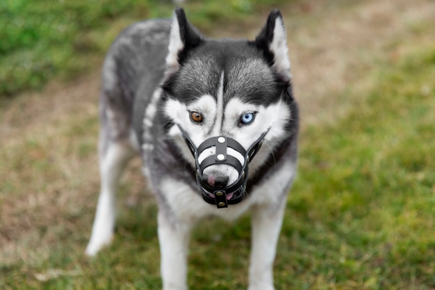 Free Photo adorable husky dog with muzzle outdoors