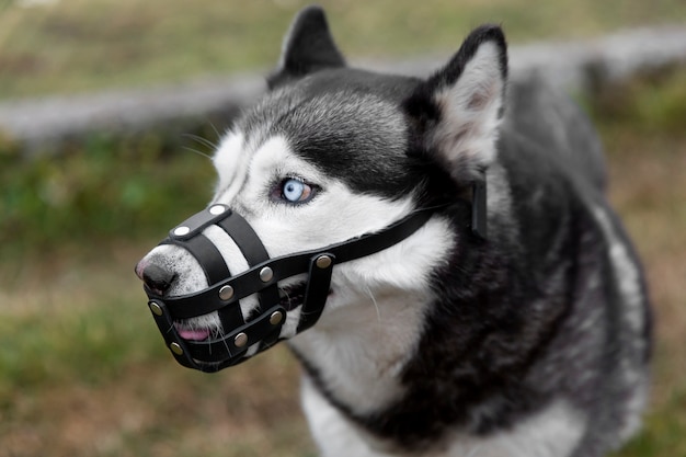 Free Photo adorable husky dog with muzzle outdoors