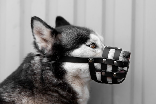 Adorable husky dog with muzzle outdoors