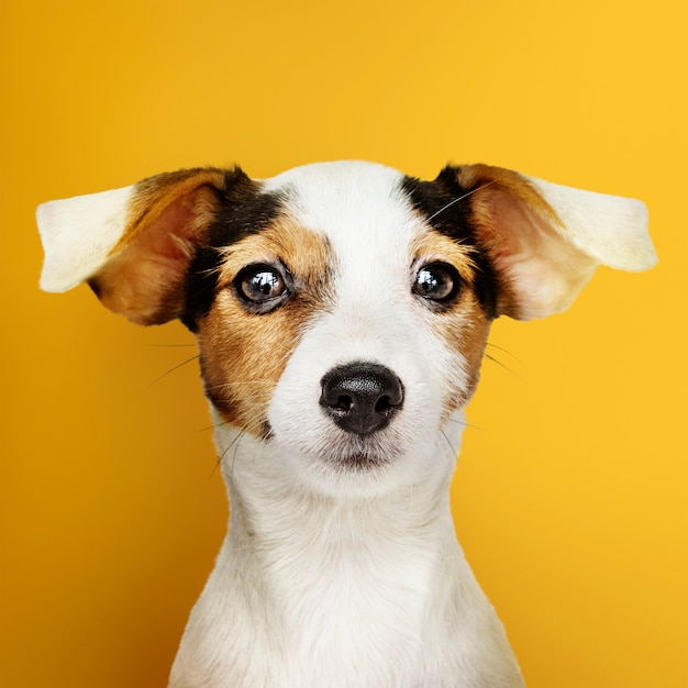 Free photo adorable jack russell retriever puppy portrait