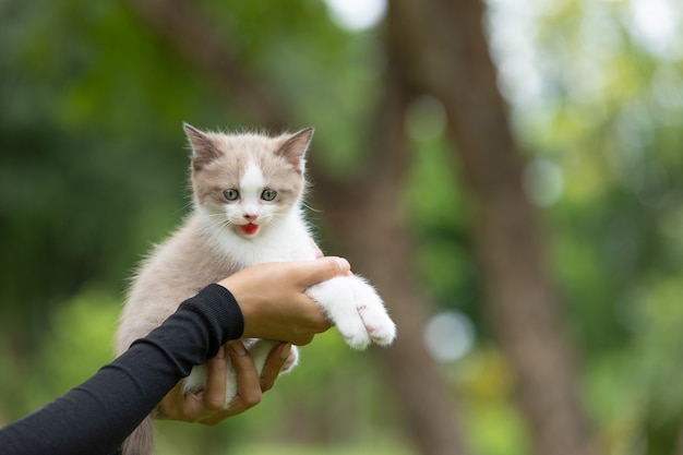 Free Photo adorable  kitten sitting on human hand  in the park.