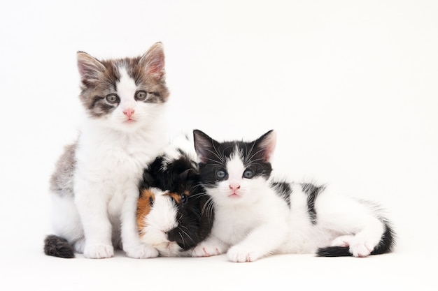 Adorable kittens with fuzzy hair sitting on a white surface with two Guinea pigs