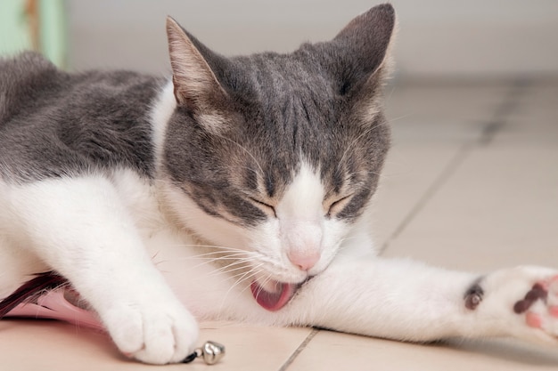 Free Photo adorable kitty cleaning herself at home