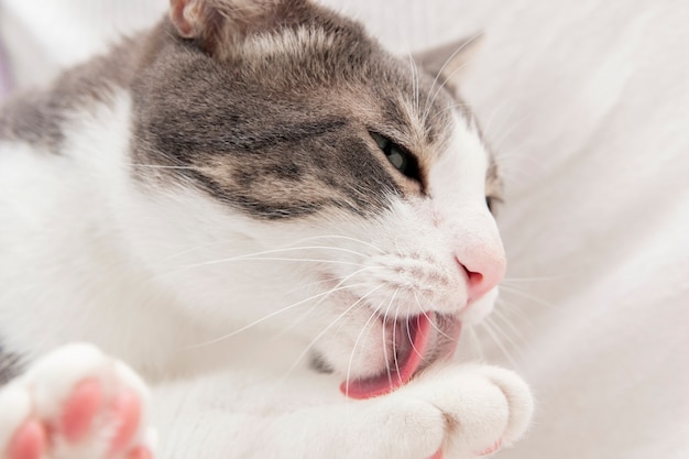 Free photo adorable kitty cleaning herself at home