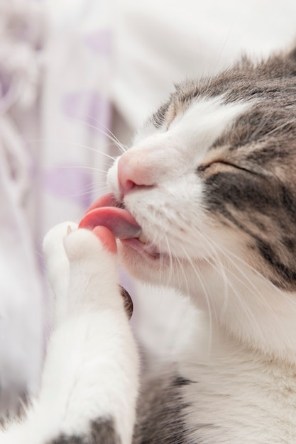 Free photo adorable kitty cleaning herself at home