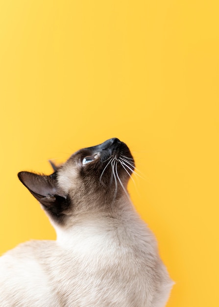 Adorable kitty with monochrome wall behind her