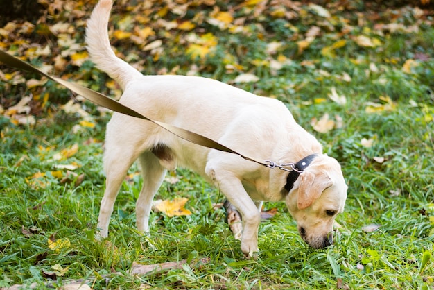 Adorable labrador outdoor for a walk