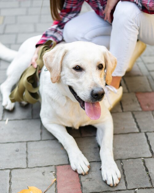 Adorable labrador with owner