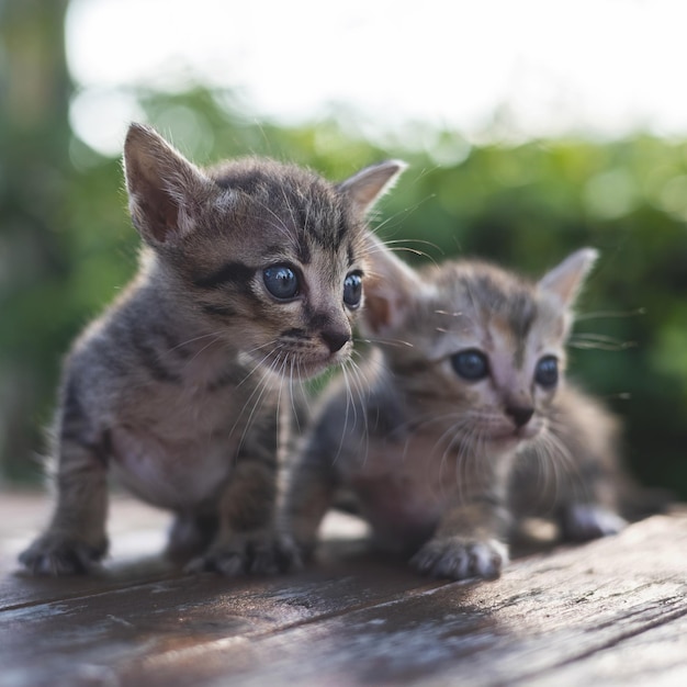 Adorable little baby kitten sitting on the table