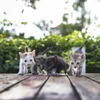 Free photo adorable little baby kitten walking