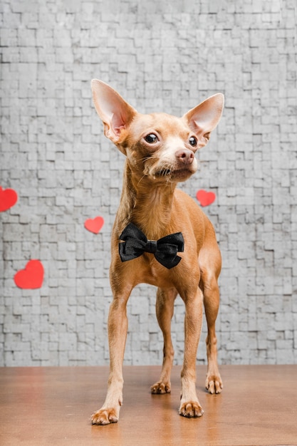 Adorable little chihuahua dog surrounded by hearts