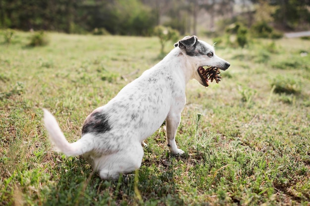 Free Photo adorable little dog enjoying walk in the park