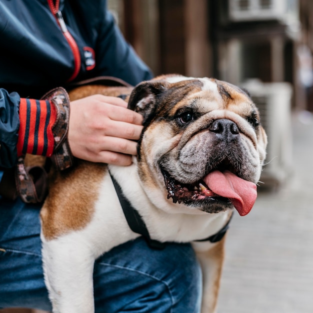 Adorable little dog out for a walk