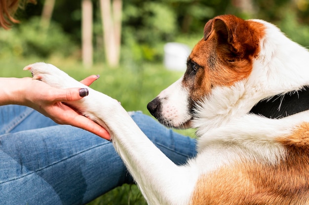 Free photo adorable little dog playing with his owner