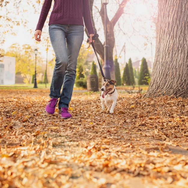 Free photo adorable little dog walking in the park