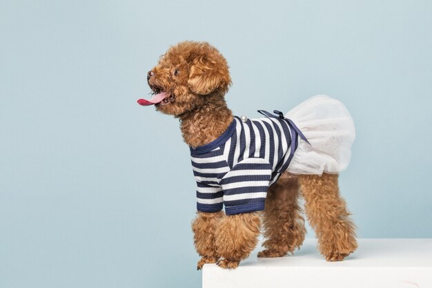 Adorable little poodle with a cute striped shirt and a white skirt on blue