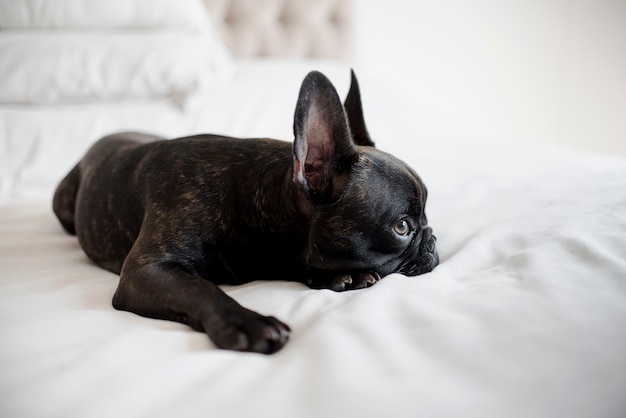 Free photo adorable little puppy looking away