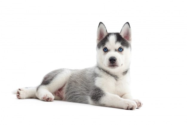 Adorable little Siberian husky puppy with blue eyes lying isolated on white copyspace.