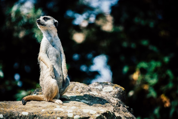 Free Photo adorable meerkat sitting on a rock