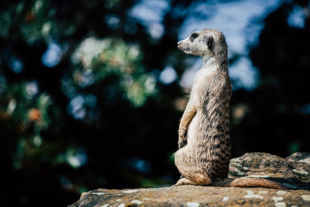 Free Photo adorable meerkat sitting on a rock