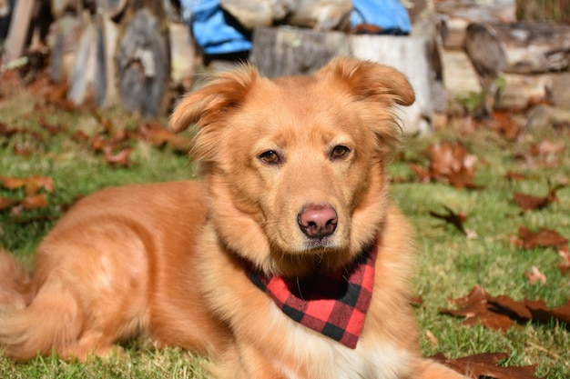 Adorable Nova Scotia Duck Tolling Retriever dog resting in the sunshine.