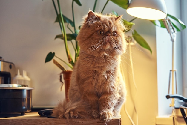 Free photo adorable persian cat is sitting on the table under the lamp.