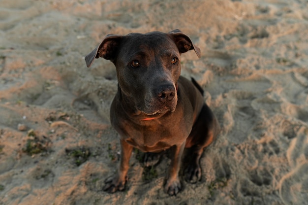 Free photo adorable pitbull dog at the beach