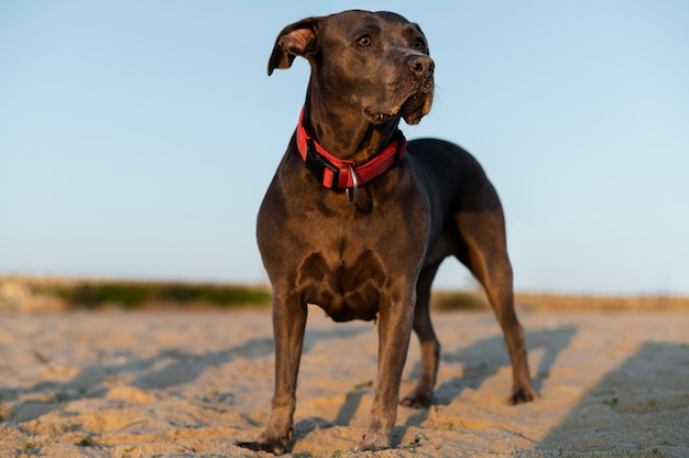 Free Photo adorable pitbull dog at the beach