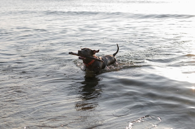 Free photo adorable pitbull dog in the water