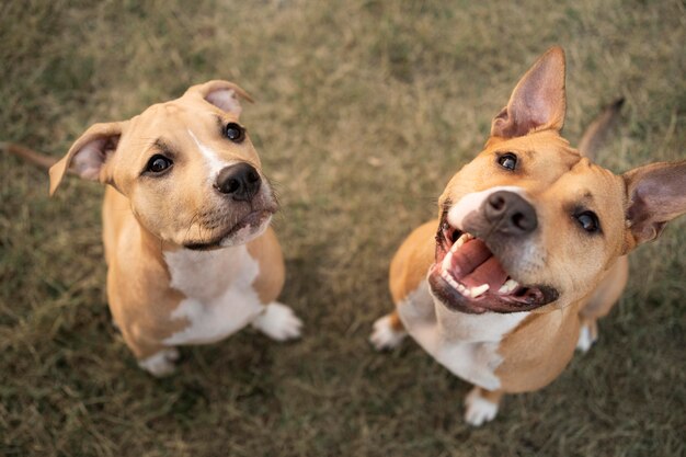 Free Photo adorable pitbull dogs looking up