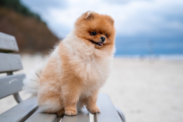 Free Photo adorable pomeranian spitz dog sitting on a wooden bench on the beach