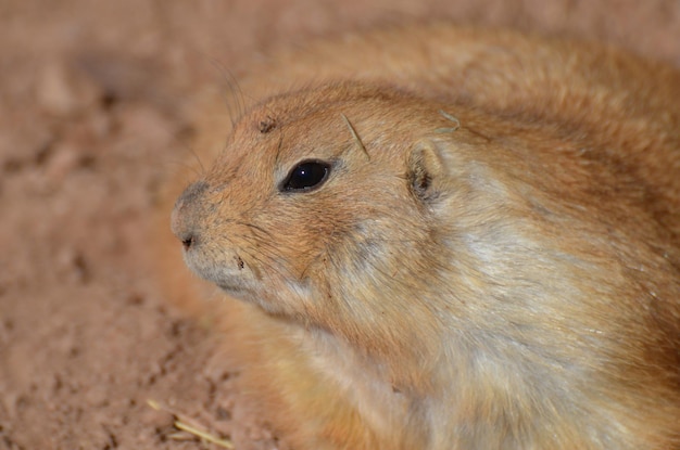 Free photo adorable profile of a prairie dog playing in dirt.