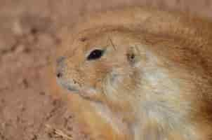 Free photo adorable profile of a prairie dog playing in dirt.