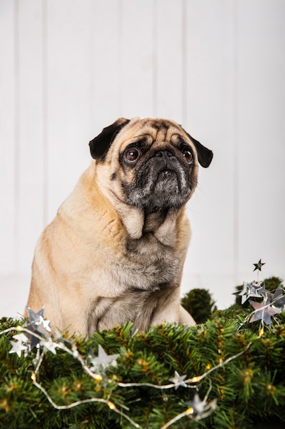 Adorable pug near pine branches decoration