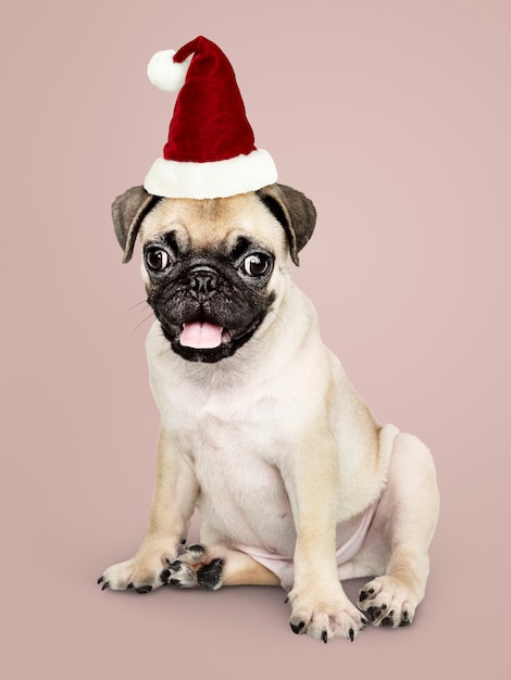 Free photo adorable pug puppy wearing a christmas hat