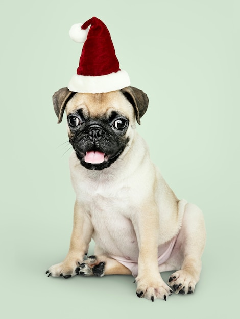 Free photo adorable pug puppy wearing a christmas hat