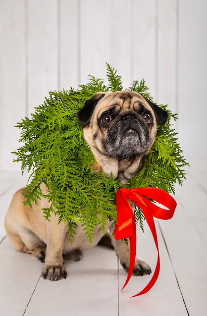 Free Photo adorable pug wearing wreath decoration around the neck