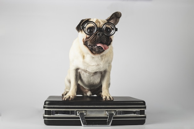 Adorable pug with glasses standing on a suitcase