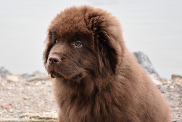 Adorable purebred brown Newfie puppy dog on the water's edge