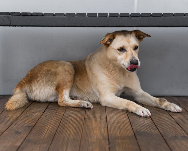 Adorable rescue dog at shelter waiting to be adopted