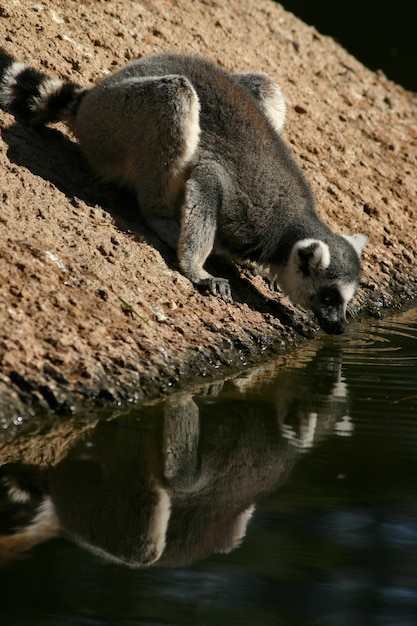 Free photo adorable ring-tailed lemur drinking water in the zoo