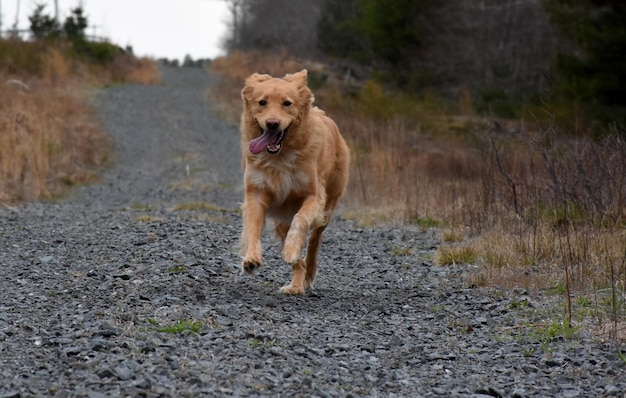 Adorable Running Nova Scotia Duck Tolling Retriever Dog