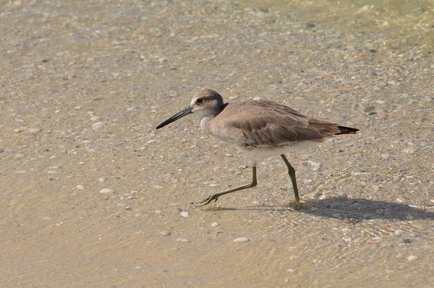 Adorable sandpiper walking along in shallow water in Florida.