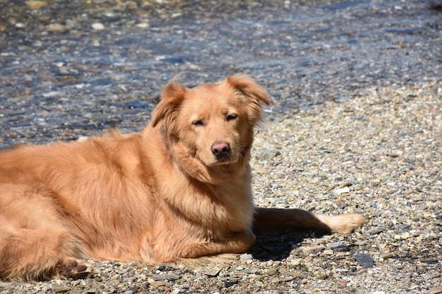 Free photo adorable sleepy faced little red duck dog resting on a beach.