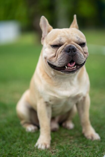 Adorable sleepy French bulldog in a park